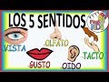 LOS 5 SENTIDOS PARA NIÑOS RENOVADO! THE FIVE SENSES FOR CHILDREN NEW!