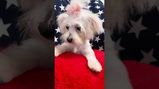 Coco Female Maltese video 51924