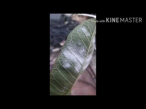 Video: Whitefly Na Izbových Rastlinách (23 Fotografií): Ako Sa Zbaviť Bielych Midges Na Kvetoch Doma?