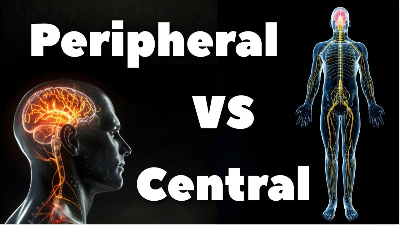 How the Nervous System Works: A Physiological Perspective