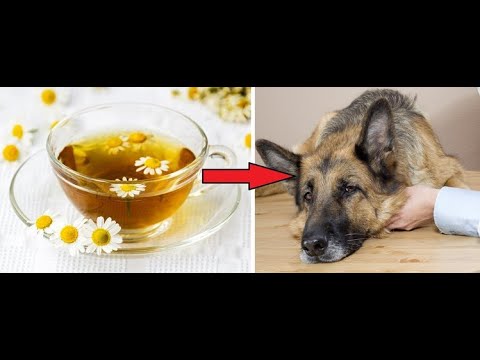 Wideo: Jak Leczyć Swędzącego Psa?
