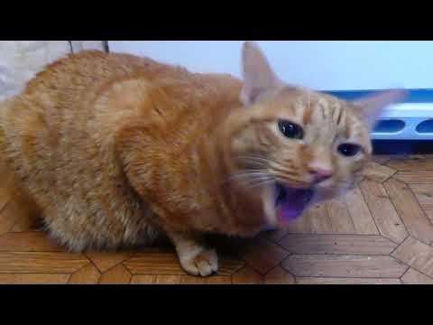 Кот стучит зубами при охоте. Что если у кота сухой нос и холодные уши. Кошка скрипит. Котики. Нос кошки.