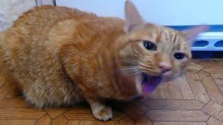 Рыжий 😹 Кот Феликс клацает зубами - кот скрипит челюстью издавая сильный скрежет зубом, цокает...