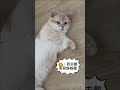 元寶今天話特別多！最後那句是在說什麼？😂 #munchkin #貓咪日常 #cat #短腿貓#曼赤肯