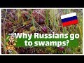 Picking cranberries in a swamp | St. Petersburg - me