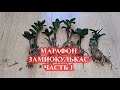 МАРАФОН как вырастить ЗАМИОКУЛЬКАС с нуля быстро и легко