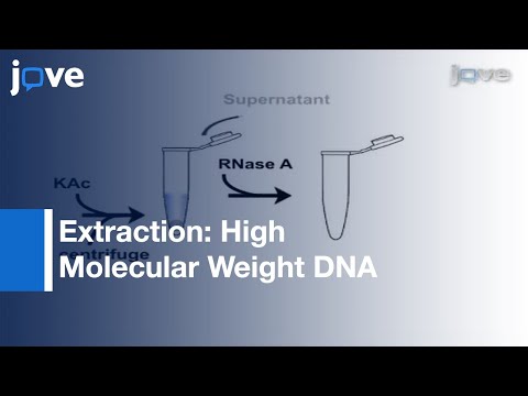 Extraction Of High Molecular Weight DNA From Microbial Mats l Protocol Preview