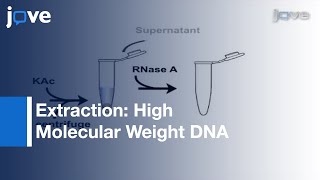 Extraction Of High Molecular Weight DNA From Microbial Mats l Protocol Preview
