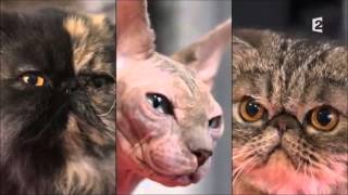 Le Toilettage De Chat Youtube