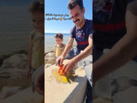 قليت بيض على حرارة الشمس ياسر حمشو