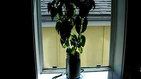 Extremely simple DIY ebb and flow hydroponics system: part 4