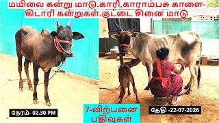 7-விற்பனை பதிவுகள்.மயிலை கன்று மாடு.காரி,காராம்பசு காளை- கிடாரி கன்றுகள்.குட்டை சினை மாடு