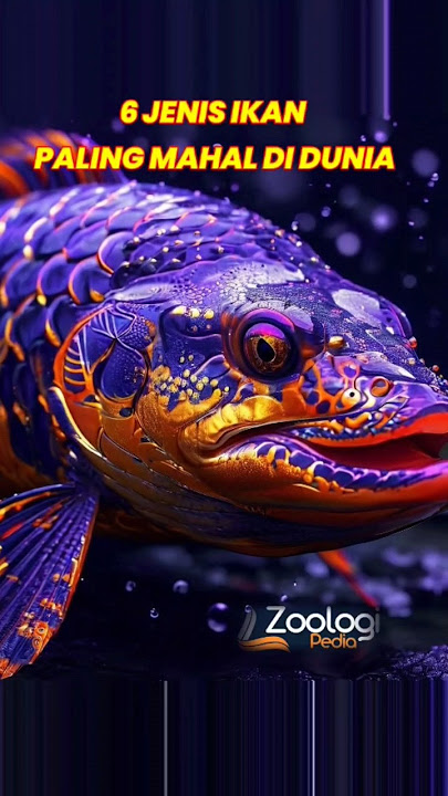 Inilah jenis ikan paling mahal di dunia! #shorts