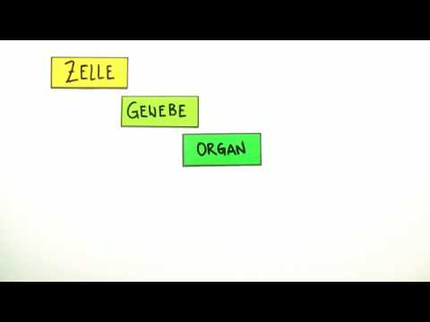 Zelle, Gewebe, Organe | Biologie | Zoologie