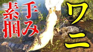 【336暴走】アマゾンの殺人ワニに素手で挑む日本人【アマゾン遠征EP3 #5】