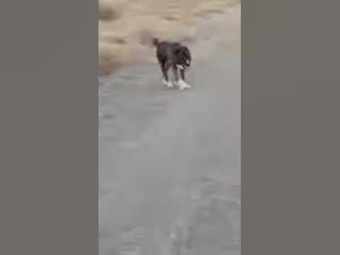 Жанакорган - YouTube