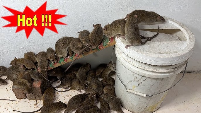 🐁A bucket of rats can be filled in one night. Get yours👉 https