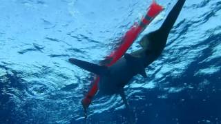 Oceanic White Tip has a taster of Rob's SMB at Elphinstone Reef