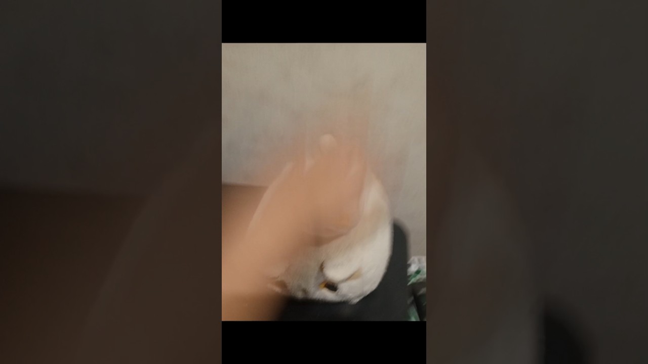 два плюшевых питомца)