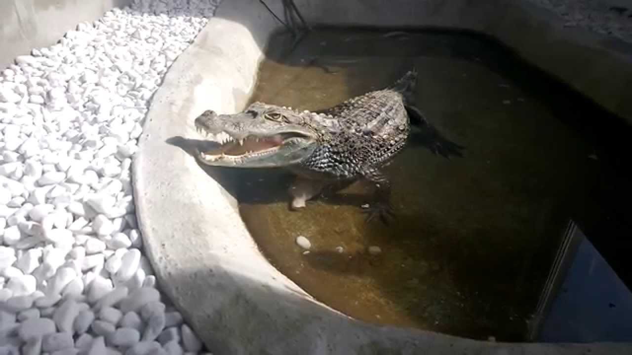 Kajman okuliarnatý - kŕmenie (Caiman crocodilus)