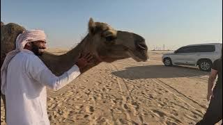 UAE Camel farm visit