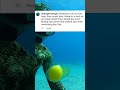 Diver cracks egg but I read the comments #shorts