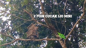Mikat burung cucak ijo dihutan poin 2 ekor jomin