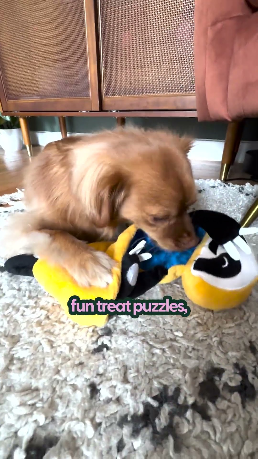 Holiday Gifting Is Set With The Dodo's Pet Collection | The Pack