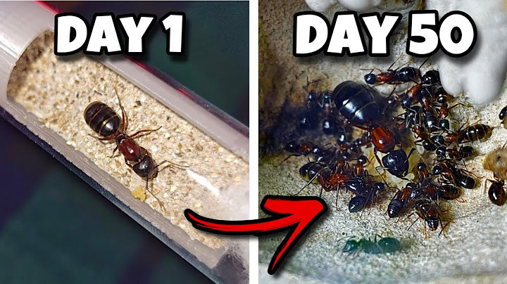 I Simulated an Ant Colony for 50 Days… They Fought to the Death