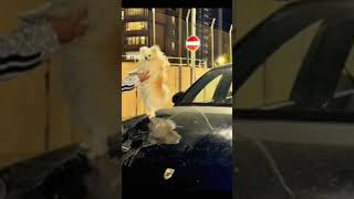 Paralalle - Özdemirkol