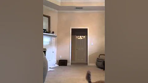 GiGi Brumley playing fetch with a tennis ball. 11 ...