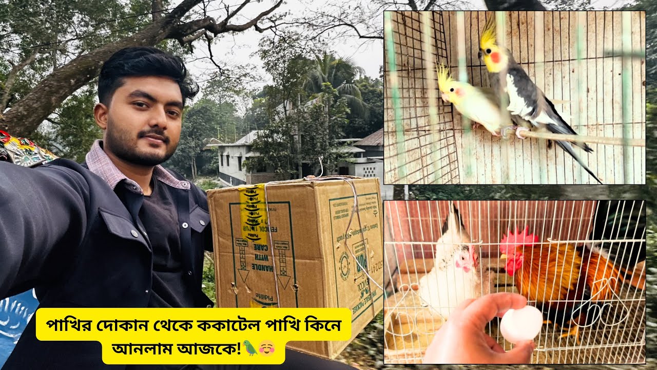 পাখির দোকান থেকে ককাটেল পাখি কিনে আনলাম আজকে!🦜☺️