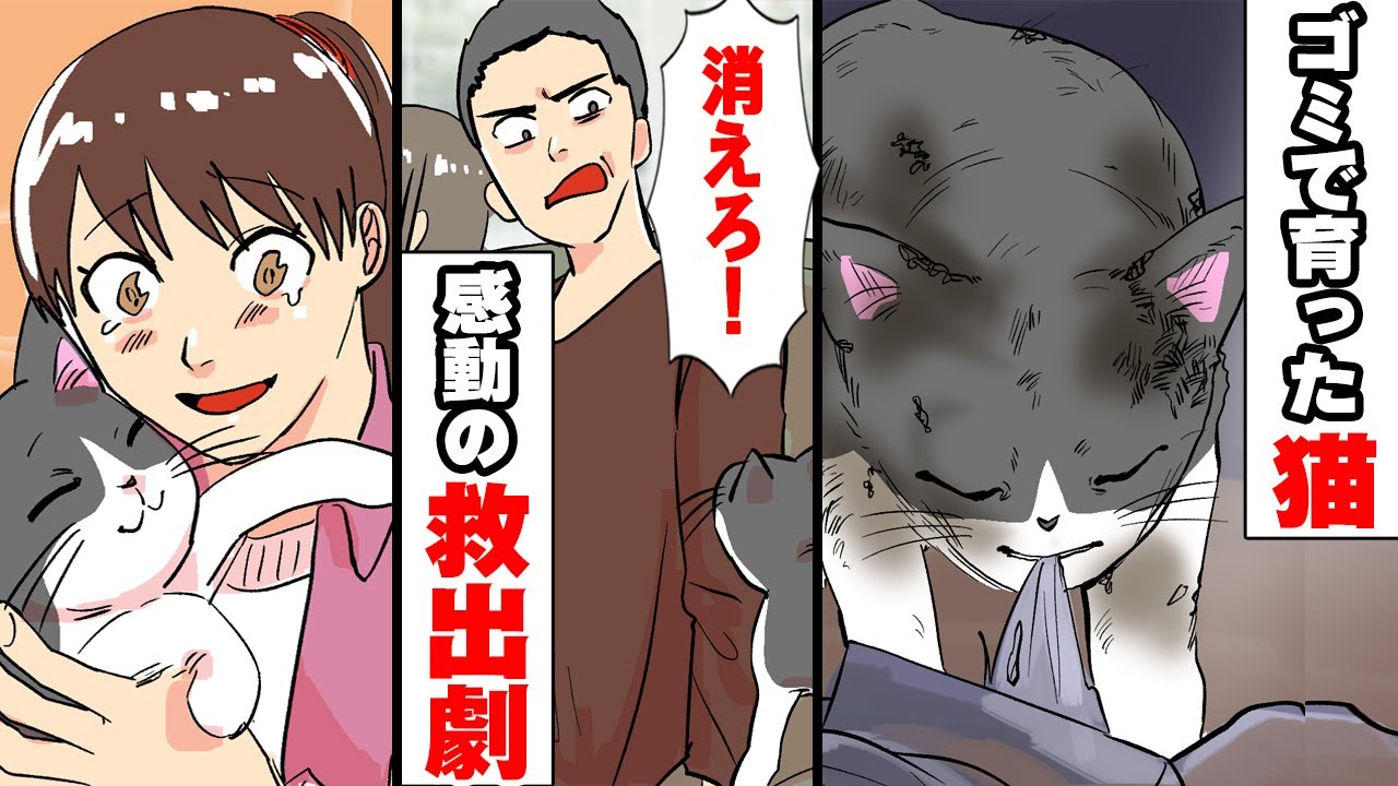 家族を失い ゴミを食べて育ったボロボロの猫 助けて 暗闇の人生を救ったのは心優しい女の子だった マンガ動画 動物の感動シリーズ Youtube