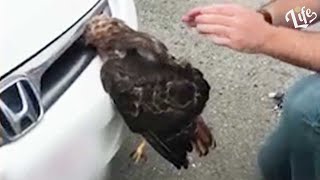 HAWK Stuck in Car RADIATOR GRILL rescued with Paint Brush