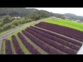 空撮！飛鳥熊レス村赤紫蘇畑