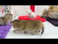 Mother cat carefully watches over her playful kittens