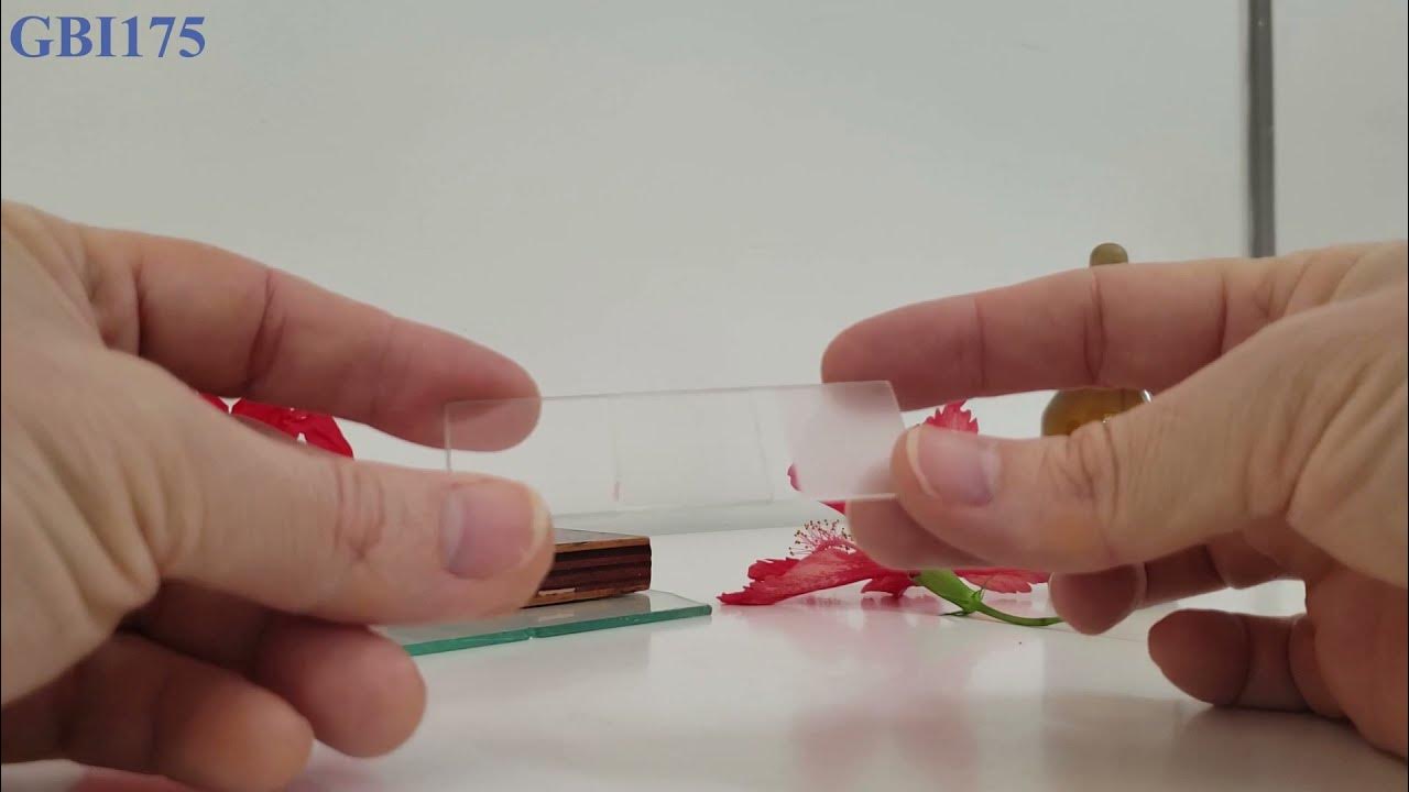 Preparo de Lâmina _ Grão de Pólen YouTube