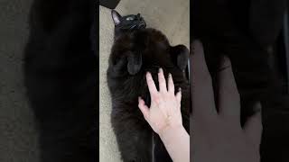Black Cat Loves Belly Rubs
