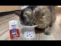 猫に乳酸菌1000億個入った牛乳を飲ませたら食い付きがヤバすぎた