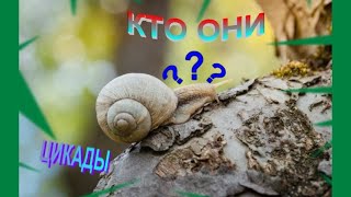 Поющие цикады в Крыму кто это?