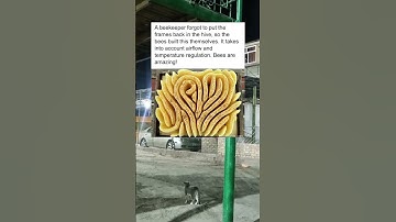 The Beekeeper Forgot to Put the Frames Back in the Hive 🐝🍯 #shorts