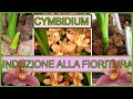 Come far fiorire un orchidea 🌺Recupero Orchidea Cymbidium Part 2
