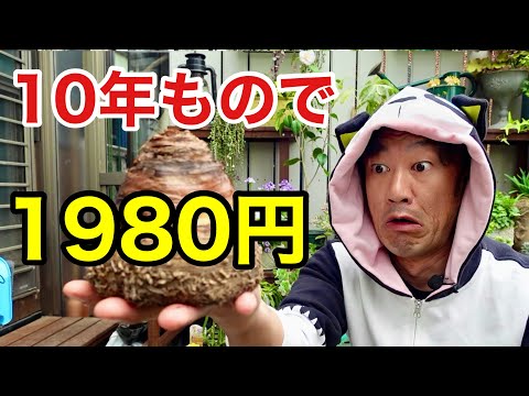 【巨大球根】見つけたら迷わず買え！　　【園芸超人カーメン君】