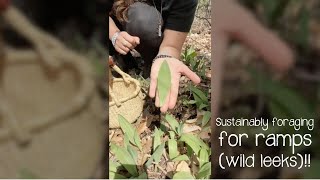 Sustainably foraging for ramps (wild leeks)!!