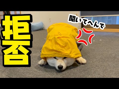 台風接近でカッパを着せられあからさまに不機嫌になる柴犬姉妹がこちらです