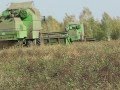 Комбайны Deutz Fahr 4065, 4075, 4080.Уборка клевера на семена.