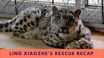Recap of Snow Leopard Ling Xiaozhe’s Rescue Beginnings and Latest Recovery Updates