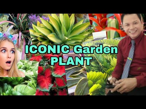 TOP 10 Most Iconic  OUTDOOR plant varieties for Collection and Propagation business