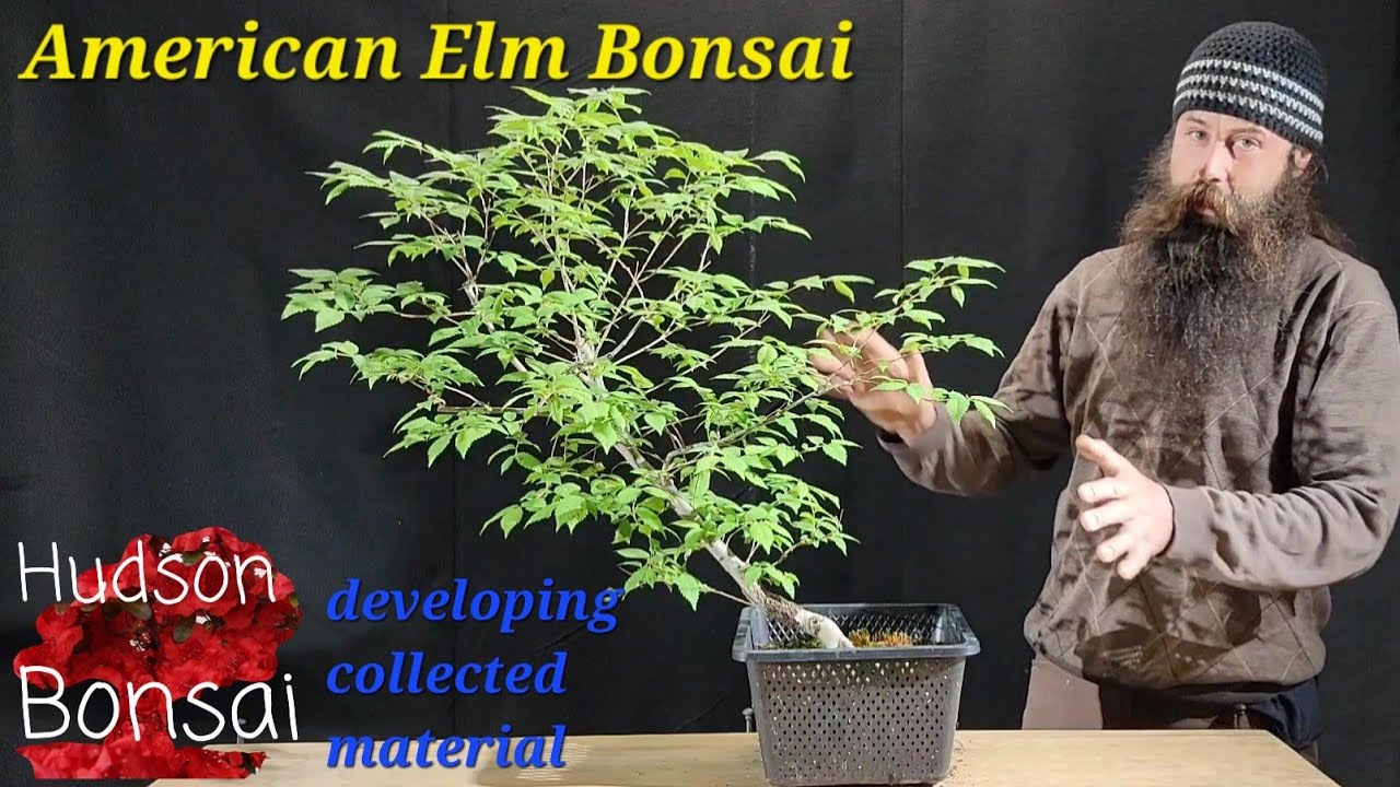 Making an american elm bonsai from simple collected material. YouTube