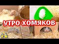 Хомяк Фанта психанула / Утро моих хомяков / Алиса Изи Петс / Alisa Easy Pets